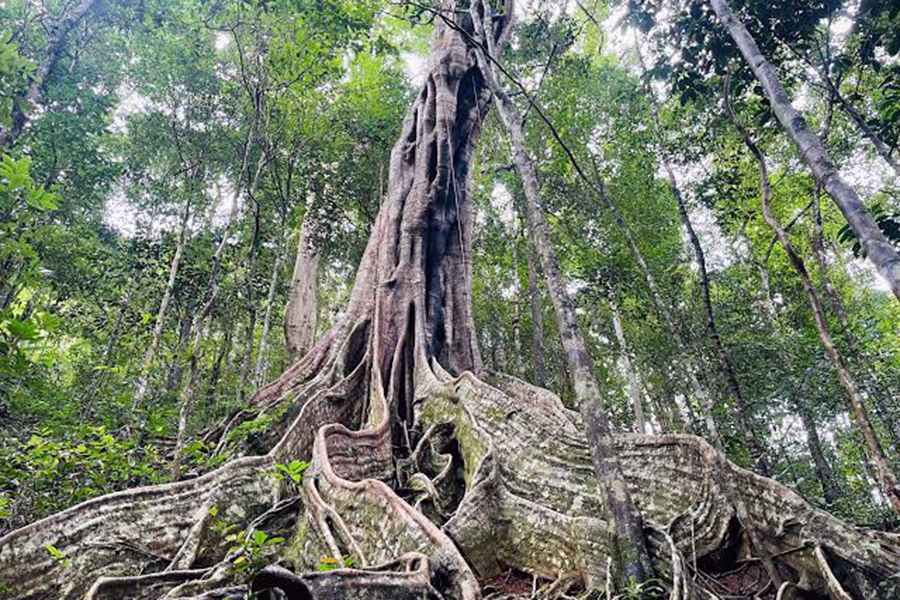 Kon Ka Kinh National Park