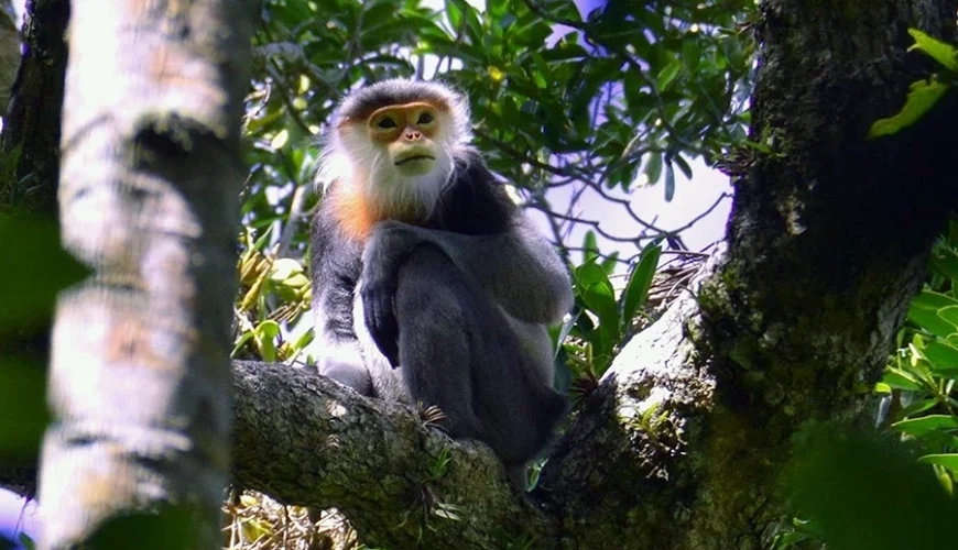 gray-shanked douc langurs