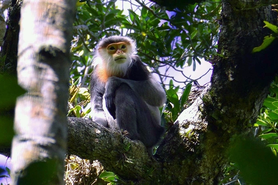gray-shanked douc langurs