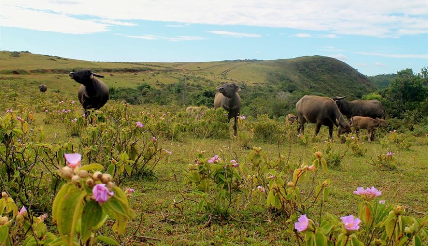 Bui Hui Grassland