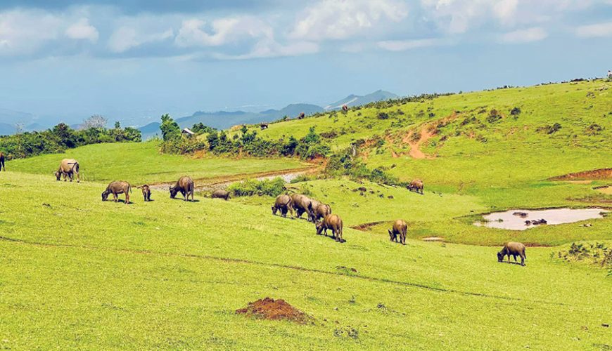Bui Hui Grassland