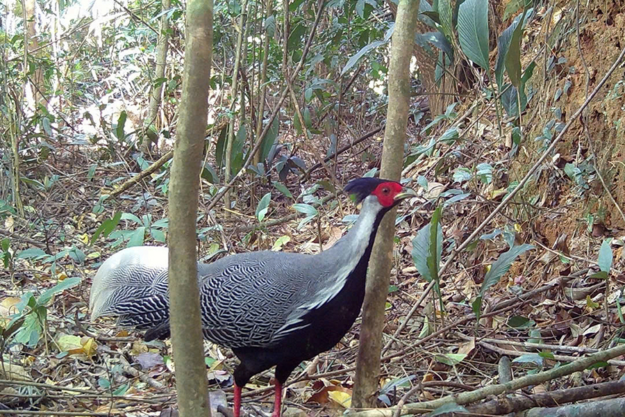Chu Mom Ray National Park